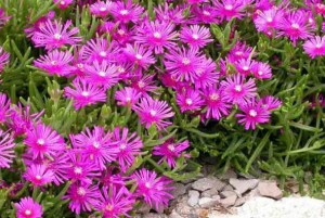 Delosperma cooperi